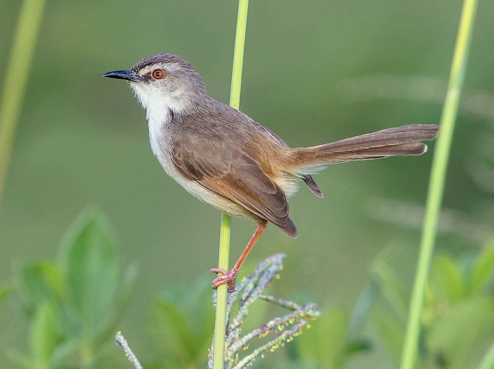 Tawny-flanked Prinia